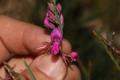 Indigofera filifolia