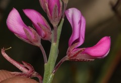 Indigofera filifolia