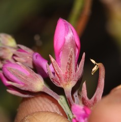 Indigofera filifolia