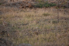 Ortygornis pondicerianus