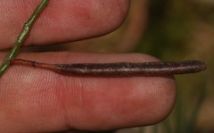 Indigofera filifolia