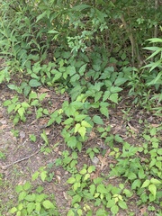 Toxicodendron radicans