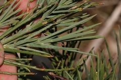 Indigofera filifolia