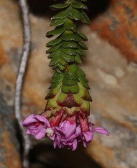 Sonderothamnus petraeus
