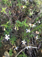 Chaenostoma integrifolium