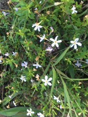 Chaenostoma integrifolium