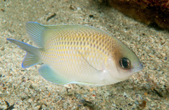 Mecaenichthys immaculatus
