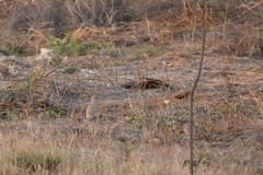 Ortygornis pondicerianus