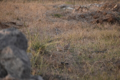 Ortygornis pondicerianus