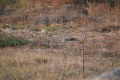 Ortygornis pondicerianus