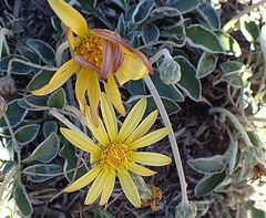 Haplocarpha lyrata