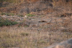 Ortygornis pondicerianus