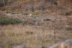 Ortygornis pondicerianus