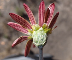 Haplocarpha lyrata
