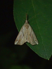 Hypena labatalis