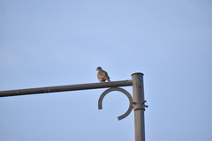 Streptopelia decaocto