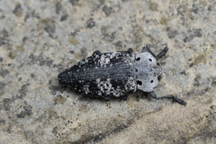 Capnodis miliaris