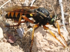 Saropogon flavicinctus