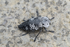 Capnodis miliaris