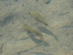 Image of Cincelichthys pearsei