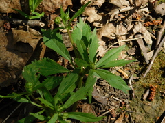 Ranunculus cassubicus