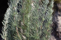 Aspalathus glabrescens