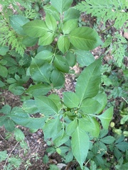 Bidens alba