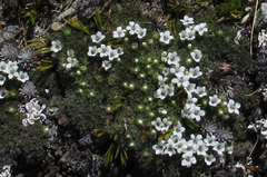 Veronica pulvinaris