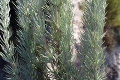 Aspalathus glabrescens