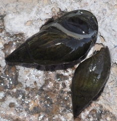 Melanopsis lorcana