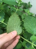 Melissa officinalis