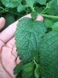 Melissa officinalis
