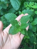 Melissa officinalis
