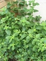 Melissa officinalis
