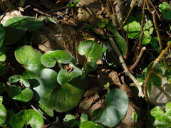 Asarum europaeum