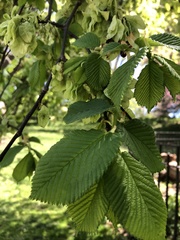 Ulmus glabra camperdownii