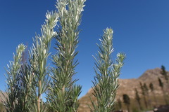 Aspalathus glabrescens