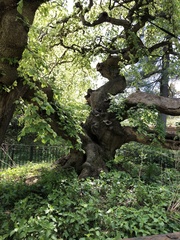 Ulmus glabra camperdownii