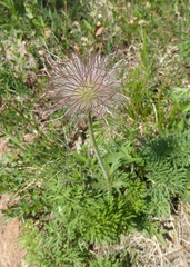 Pulsatilla