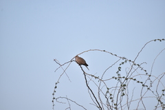 Streptopelia decaocto