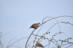 Streptopelia decaocto