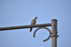 Streptopelia decaocto