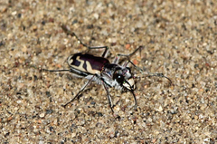 Cicindela lengi versuta