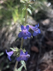 Penstemon humilis obtusifolius