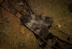 Thoracolopha flexirena