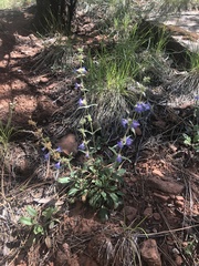 Penstemon humilis obtusifolius