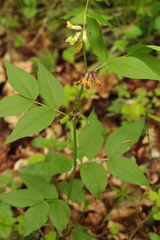 Vicia oroboides