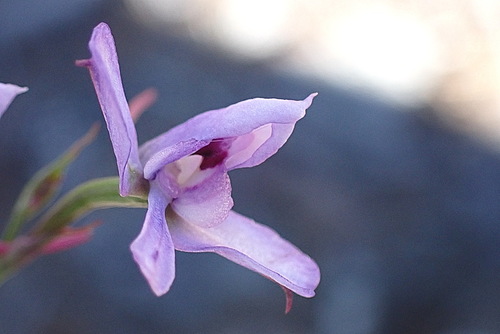 Image of Disa arida by no rights reserved