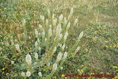 Reseda alba