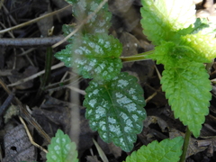 Lamium galeobdolon